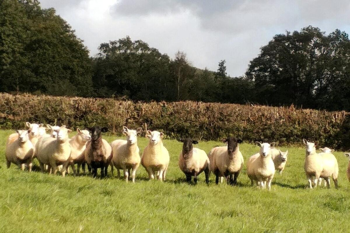 Lobhill Farmhouse Bed And Breakfast And Self Catering Accommodation Okehampton Szoba fotó