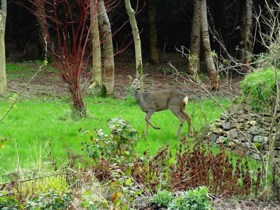 Lobhill Farmhouse Bed And Breakfast And Self Catering Accommodation Okehampton Szoba fotó